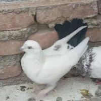 کفتر|پرنده|کرج, دولت‌آباد|دیوار
