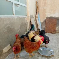فروش مرغ جوان تخمی با یک خروس