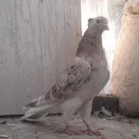 کبوتر پرشی