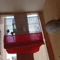 گلبسر