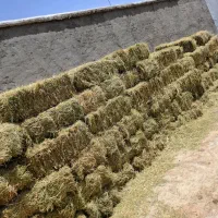 پرس شبدر