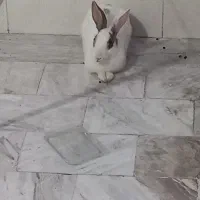 خرگوش