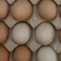 تخم مرغ سیاه  محلی