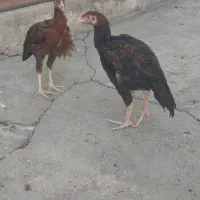 جوجه لاری