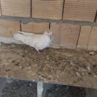 کبوتر