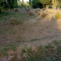 یونجه|لوازم جانبی حیوانات|ایجرود, |دیوار