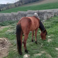اسب مادیان۳ساله