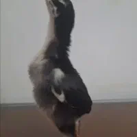 جوجه لاری اصل‌