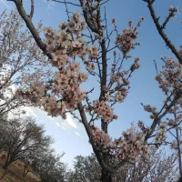 زمین باغ