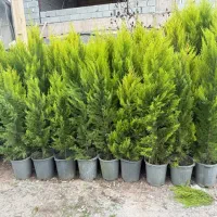 نهال درخت کاج لاوسن