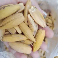 بلوط|خوردنی و آشامیدنی|صدرا-فارس, فاز ۲|دیوار