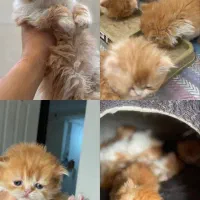 پرشین فلت فیس
