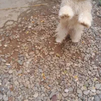 سگ پاکوتاه