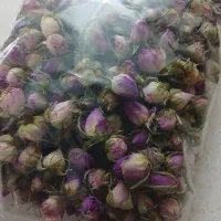محمدی غنچه