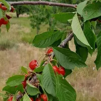 فروش زمین مسکونی در سربیژن زیر قیمت|فروش زمین و ملک کلنگی|جیرفت, |دیوار