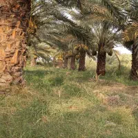 اجاره باغ