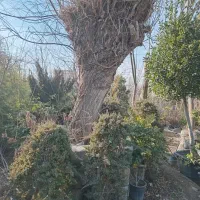 درخت بالای ۳ متر زود بارده کاشت فروش نهال بدون خطا