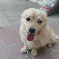 سگ پامر