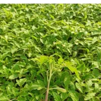نشا گوجه گلخانه ای 41/29