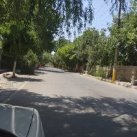 پر دارو،درخت