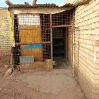 قفس|لوازم جانبی حیوانات|کوهدشت, |دیوار