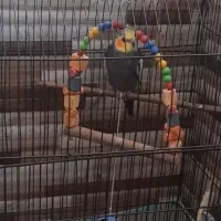 عروس جوجه کوتوله ومرغ عشق