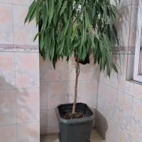 بنجامین