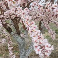 باغ ۱۰۰۰ متری قسطی فرصتی برا مالک شدن