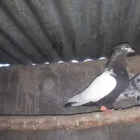 کبوتر ماده