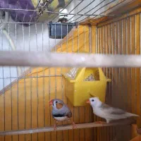 فنچ|پرنده|اصفهان, دارک|دیوار