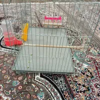 طوطی|پرنده|بانه, |دیوار