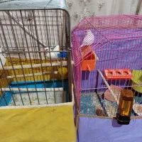 فنچ مصری یا نرگس