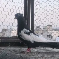 بهبهانی خوب