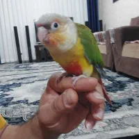 گرینچیک گمشده