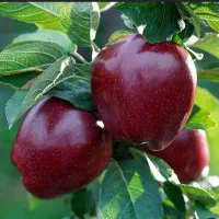 چیدن سیب