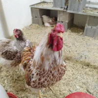 تخم‌ نطفه دار انواع مرغ