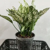 فروش انواع گل