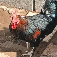 چهارعددخروس بومی درجه یک