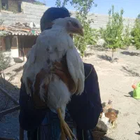 جوجه‌مرغ