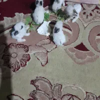 بچه خرگوش