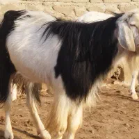 بز نر