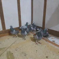 کفتر پلاکی