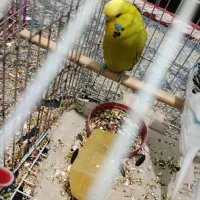 جفت مرغ عشق انگلیسی (مولد) همراه با جوجه