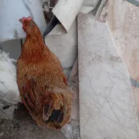 مرغ خانگی