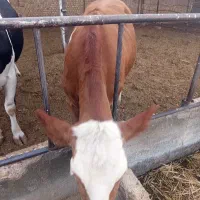 تلیسه شکم اول