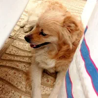 سگ پامر