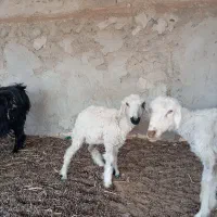 مال وطنی ماده هست