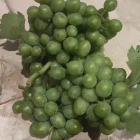 غوره انگور شرابی