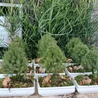 بنسای نانا و کونیکا