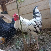 خروس